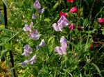 lila Flores de jardín Guisante De Olor, Lathyrus odoratus Foto