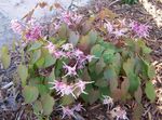 Fil Sparv Epimedium, Barrenwort beskrivning