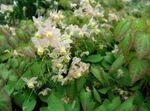 weiß Gartenblumen Longspur Epimedium, Barren Foto