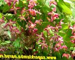 Photo Epimedium Longspur, Barrenwort Cur síos