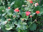 Avens, Geum