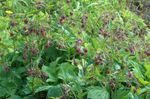 Water Avens, Bog Avens, Cure All