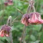 burgundy Garden Flowers Water Avens, Bog Avens, Cure All, Geum rivale Photo