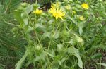 Curly Cup Gumweed