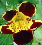 Monkey Flower