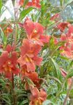 rosso I fiori da giardino Appiccicoso Monkeyflower, Mimulus aurantiacus foto