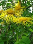 Showy Elecampagne, Elecampane Magnificent 