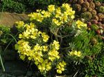 žltá Záhradné kvety Degenia fotografie