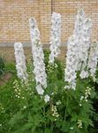 bianco I fiori da giardino Delfinio, Delphinium foto