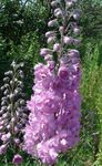 lilla I fiori da giardino Delfinio, Delphinium foto