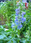 Delphinium