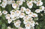 weiß Gartenblumen Diascia, Elfensporn Foto