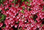 rot Gartenblumen Diascia, Elfensporn Foto