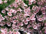 rosa Gartenblumen Diascia, Elfensporn Foto