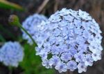 Foto Blå Blonder Blomst, Rottnest Island Daisy beskrivelse