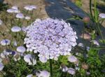 lilla Blu Fiore Pizzo, Rottnest Island Margherita, Didiscus foto