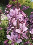 lilac Garden Flowers Gas Plant, Burning Bush, Dictamnus Photo