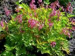 Bleeding Heart, Dicentra