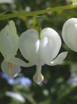 white Garden Flowers Bleeding heart, Dicentra, Dicentra spectabilis Photo