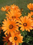 Cape Calendula, Margherita Africana