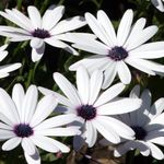 Bilde Cape Blomst, African Daisy beskrivelse