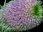 lilla I fiori da giardino Cardo, Dipsacus foto