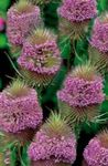 Photo Teasel description