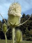 bianco I fiori da giardino Cardo, Dipsacus foto