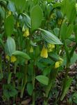 gelb Gartenblumen Fee Glöckchen, Disporum Foto