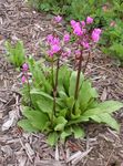 Photo Shooting star, American Cowslip, Indian Chief, Rooster Heads, Pink Flamingo Plant description