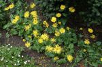 jaune les fleurs du jardin Le Fléau De Léopard Autrichien, Doronicum austriacum Photo