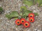 rojo Flores de jardín Livingstone Daisy, Dorotheanthus (Mesembryanthemum) Foto