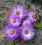 flieder Gartenblumen Livingstone Daisy, Dorotheanthus (Mesembryanthemum) Foto