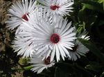 სურათი Livingstone Daisy აღწერა