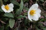 vit Trädgårdsblommor Avens, Dryas Fil