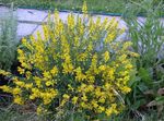 Spanish gorse, Spanish Broom 