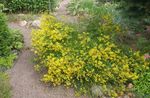 jaune les fleurs du jardin La Greenweed Des Teinturiers, Genista tinctoria Photo