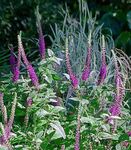 pourpre les fleurs du jardin Teucrium Photo