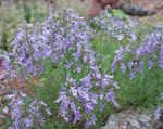 lilas les fleurs du jardin Teucrium Photo