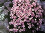 pink Garden Flowers Douglasia, Rocky Mountain Dwarf-Primrose, Vitaliana Photo