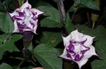 flieder Gartenblumen Engelstrompete, Teufelstrompete, Füllhorn, Flaumig Stechapfel, Datura metel Foto