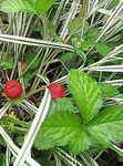 Fraises Indien, Fraise Maquette