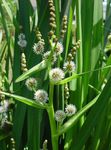 weiß Gartenblumen Exotische Bur Reed, Sparganium erectum Foto