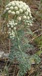 Moon Carrot