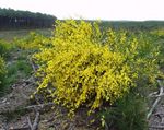 ყვითელი ბაღის ყვავილები შოტლანდიელები ცოცხი, Broomtops, საერთო ცოცხი, ევროპის ცოცხი, Irish ცოცხი, Sarothamnus scoparius სურათი