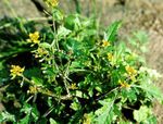 jaune les fleurs du jardin Grande Yellowcress, Rorippa Photo