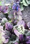 blue Garden Flowers Bugle, Bugleweed, Ajuga Photo