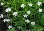 Starwort