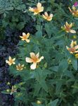 giallo I fiori da giardino Iperico, Hypericum ascyron foto