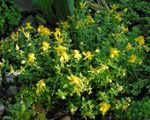 yellow Garden Flowers Hypericum olimpicum Photo